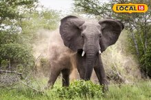 Elephant Attack: শুঁড়ে পেঁচিয়ে প্রায় ৫০০ মিটার নিয়ে যায় উন্মত্ত দাঁতাল! হাতির হামলায় আহত মহিলার মৃত্যু, গ্রাম জুড়ে শোকের ছায়া