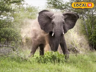 হাতি | প্রতীকী ছবি