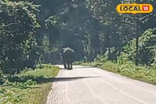 Alipurduar News: জঙ্গল থেকে বেরিয়ে রাস্তা দখল! শীতের দুপুরে রাজ্য সড়কে হাঁটাহাঁটি গজরাজের, ছবিতে দেখুন