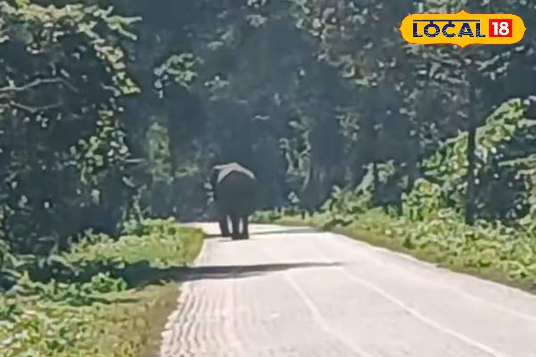 জঙ্গল থেকে বেরিয়ে রাস্তা দখল! শীতের দুপুরে রাজ্য সড়কে হাঁটাহাঁটি গজরাজের জঙ্গল থেকে বেরিয়ে রাস্তা দখল! শীতের দুপুরে রাজ্য সড়কে হাঁটাহাঁটি গজরাজের