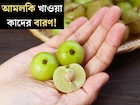 শীতের ‘সুপারফ্রুট’, ভিটামিন-সি-এর ভান্ডার! আমলকি আমলকি খাওয়া কাদের বারণ, জানুন