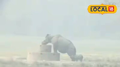 মা গণ্ডার ও শাবক