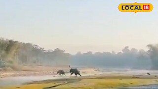 লোকালয়ে দাপিয়ে বেড়াচ্ছে দলছুট দুই হাতি