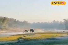 Elephant: রাতে খাবারের সন্ধানে লোকালয়ে এসে দলছুট মা-শাবক! দাপিয়ে বেড়াচ্ছে এলাকা, হাতিদের জঙ্গলে ফেরাতে তৎপর বন দফতর