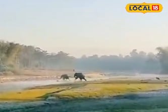 রাতে খাবারের সন্ধানে লোকালয়ে এসে দলছুট মা-শাবক! দাপিয়ে বেড়াচ্ছে এলাকা