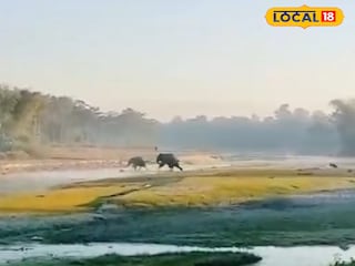 লোকালয়ে দাপিয়ে বেড়াচ্ছে দলছুট দুই হাতি