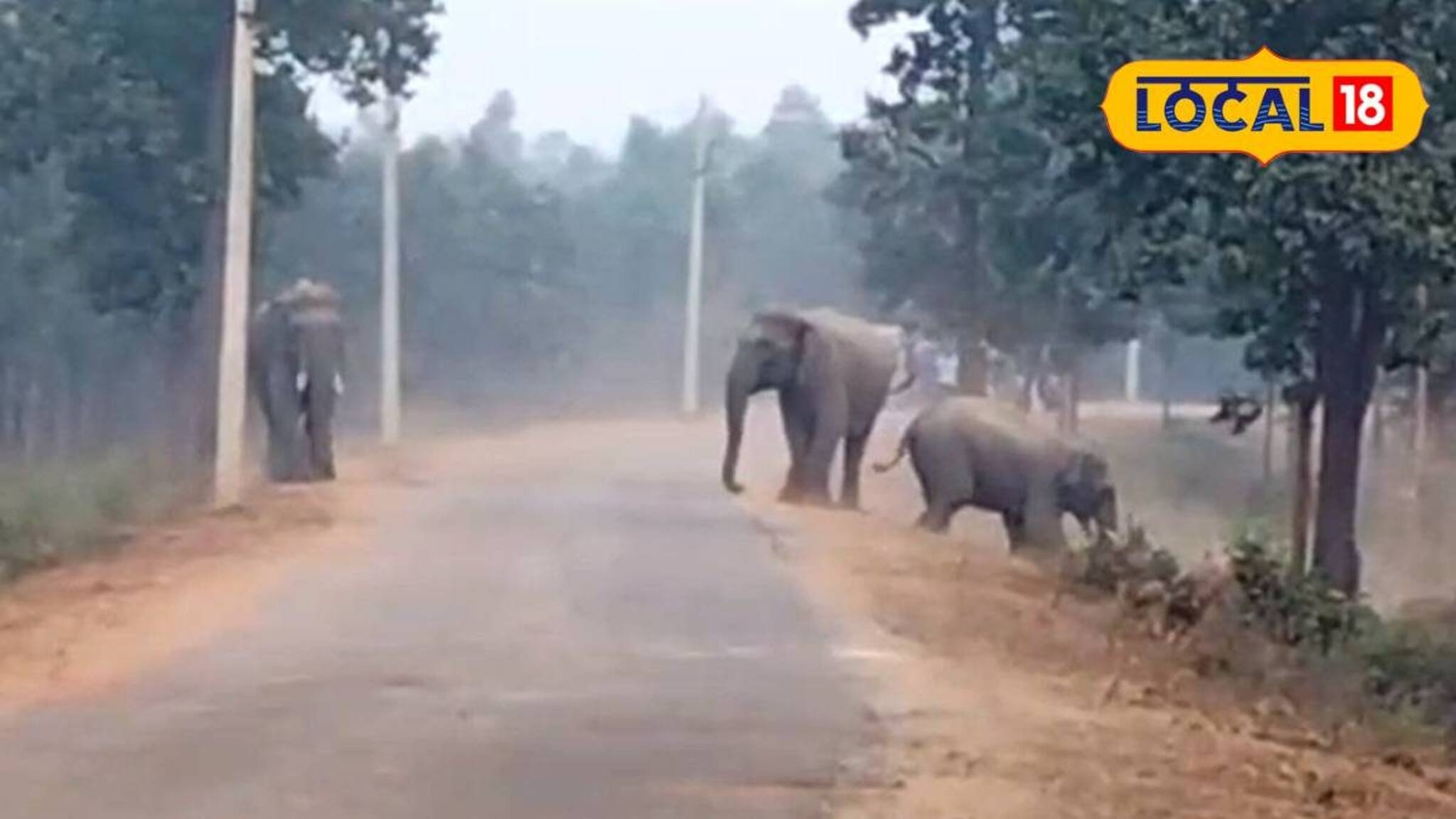 বাঁকুড়া থেকে ঘরে ফিরছে দলমার হাতির দল! আলু বসানোর মরশুমে ব্যাপক ক্ষয়ক্ষতির আশঙ্কা