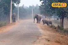 Bankura News: আলু বসানোর মরশুমে নতুন চিন্তা! বাঁকুড়া থেকে ঘরে ফিরছে দলমার হাতির দল, ক্ষয়ক্ষতির আশঙ্কায় কাঁটা বিস্তীর্ণ এলাকার মানুষ