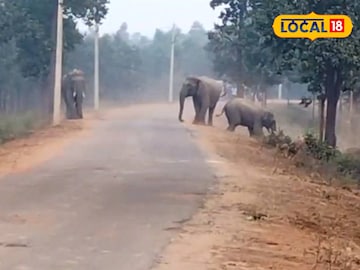 দলমার পথে হাতির দল দলমার পথে হাতির দল