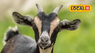 ছাগল | প্রতীকী ছবি