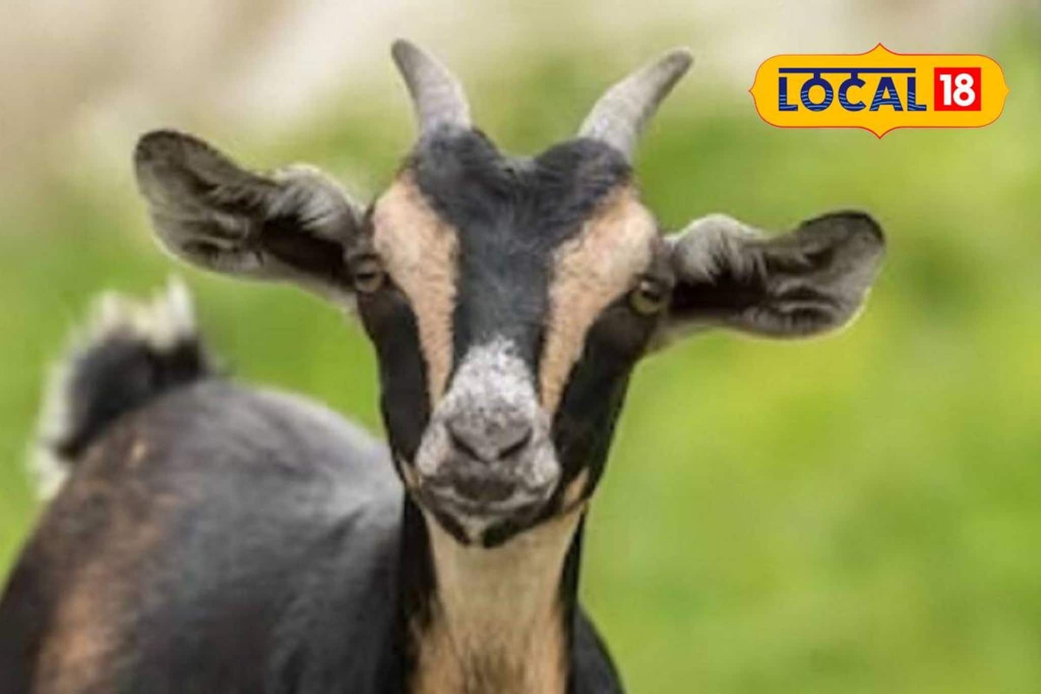 'নিখোঁজ' ছাগল ফিরে পেতে সোজা থানায়! হারানো পোষ্য খুঁজে দিল বীরভূমের পুলিশ