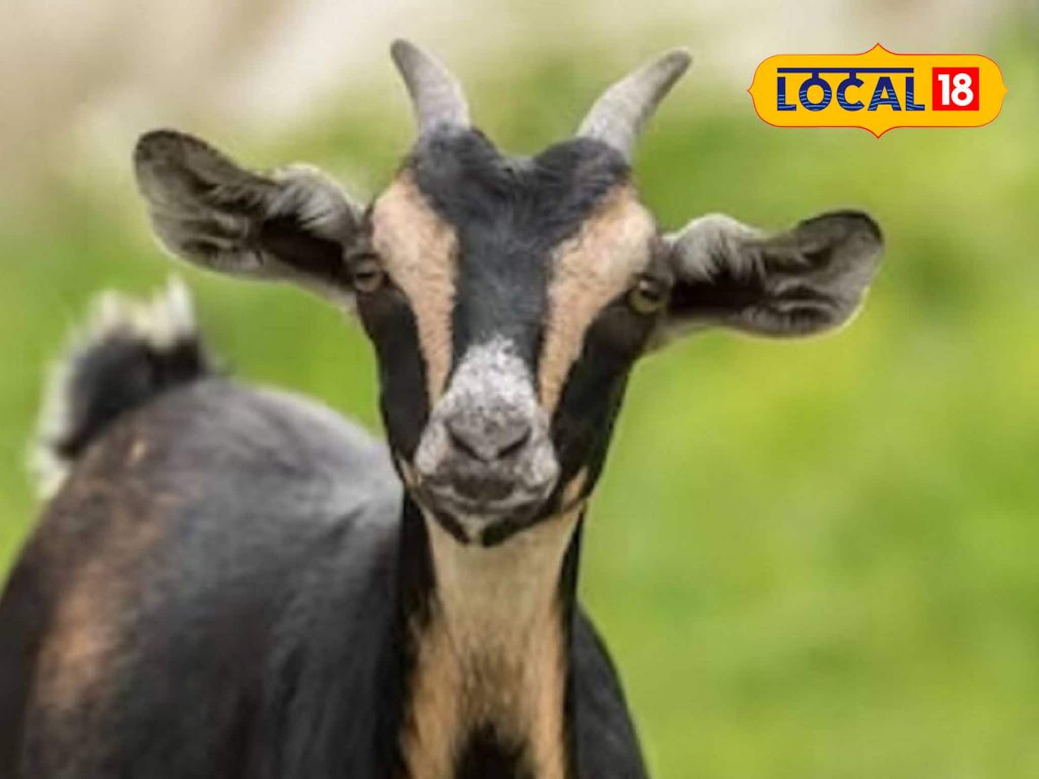 'নিখোঁজ' ছাগল ফিরে পেতে সোজা থানায়! হারানো পোষ্য খুঁজে দিল বীরভূমের পুলিশ