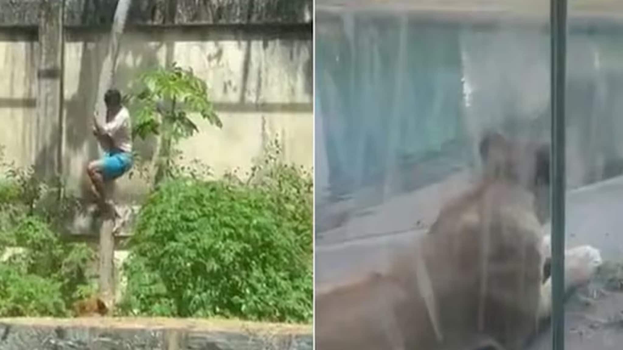 সাংঘাতিক ঘটনা ! সিংহকে ‘পোষ’ মানাতে গিয়ে চিড়িয়াখানার এনক্লোজারে ঢুকে মর্মান্তিক মৃত্যু যুবকের