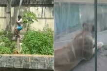 সাংঘাতিক ঘটনা ! সিংহকে ‘পোষ’ মানাতে গিয়ে চিড়িয়াখানার এনক্লোজারে ঢুকে মর্মান্তিক মৃত্যু যুবকের