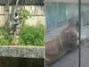 সাংঘাতিক ঘটনা ! সিংহকে ‘পোষ’ মানাতে গিয়ে চিড়িয়াখানার এনক্লোজারে ঢুকে মর্মান্তিক মৃত্যু