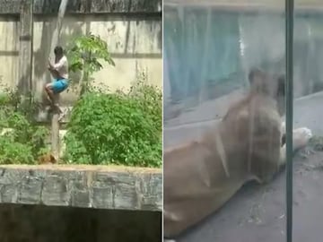 ব্রাজিলে ১৯ ফুট চিড়িয়াখানার বেড়া বেয়ে নেমে সিংহীর আক্রমণে ১৯ বছরের ব্যক্তি নিহত ! (Photo: X) ব্রাজিলে ১৯ ফুট চিড়িয়াখানার বেড়া বেয়ে নেমে সিংহীর আক্রমণে ১৯ বছরের ব্যক্তি নিহত ! (Photo: X)