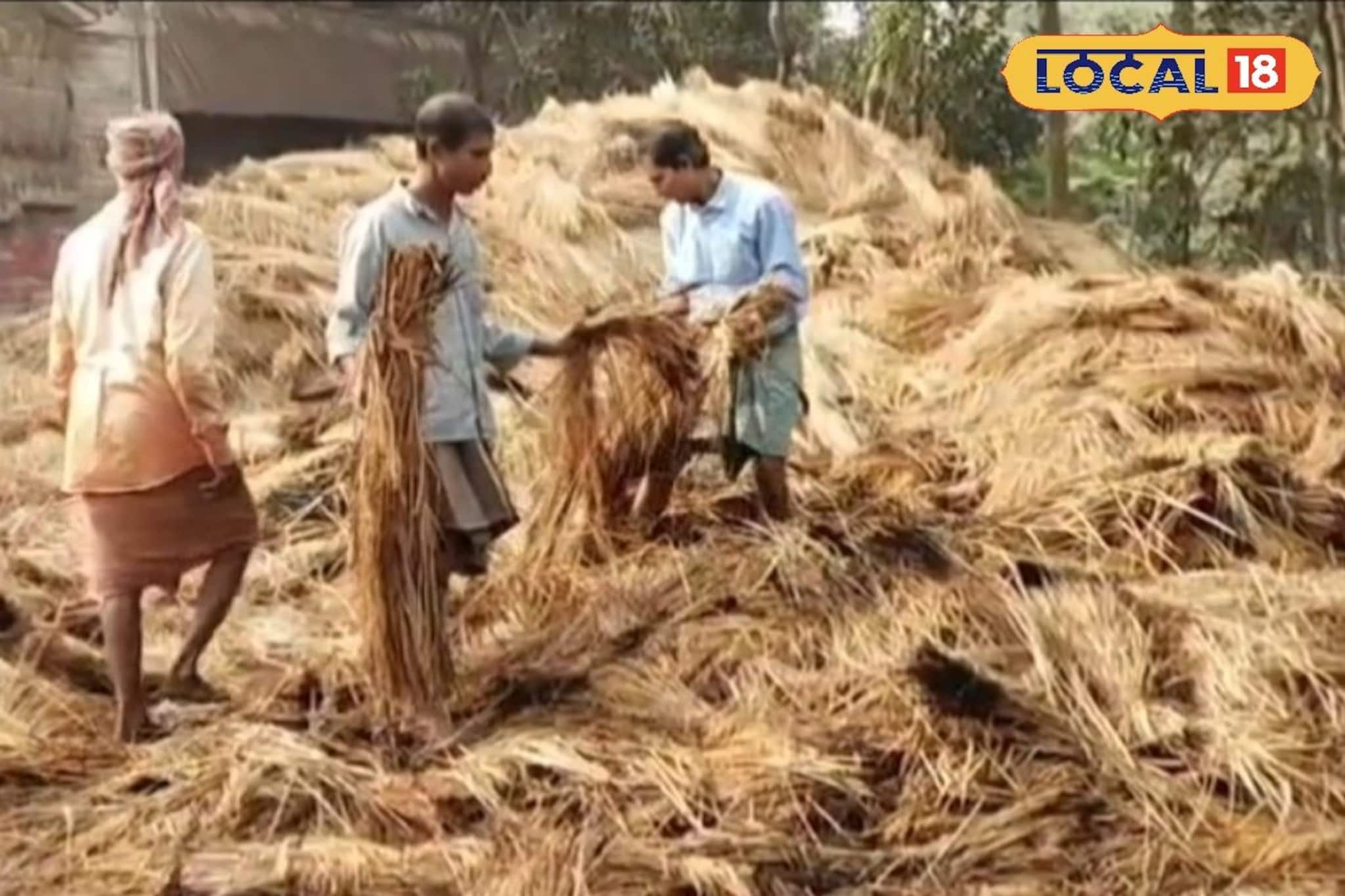 রাতের অন্ধকারে পুড়ে ছাই খামারে কেটে রাখা পাকা ধান! ইচ্ছাকৃত আগুন লাগানোর অভিযোগ