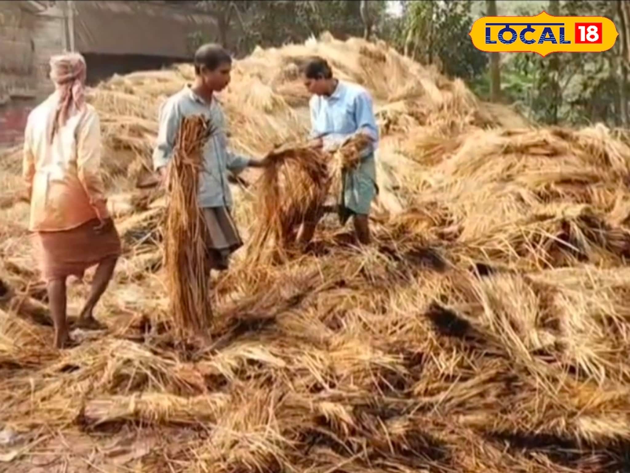 রাতের অন্ধকারে পুড়ে ছাই খামারে কেটে রাখা পাকা ধান! ইচ্ছাকৃত আগুন লাগানোর অভিযোগ