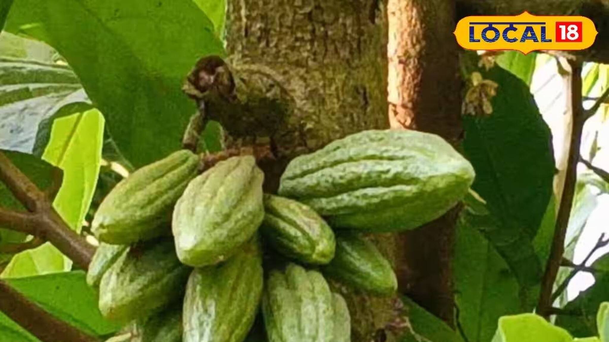 Cocoa Cultivation: বিদেশ-বিভূঁই নয়, এবার বাংলাতেই চকোলেটের 'আঁতুড়ঘর'! অভিনব উদ্যোগের কেন্দ্রবিন্দু মোহিতনগর