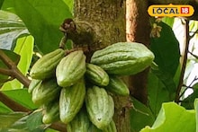 Cocoa Cultivation: বিদেশ-বিভূঁই নয়, এবার বাংলাতেই চকোলেটের 'আঁতুড়ঘর'! অভিনব উদ্যোগের কেন্দ্রবিন্দু মোহিতনগর