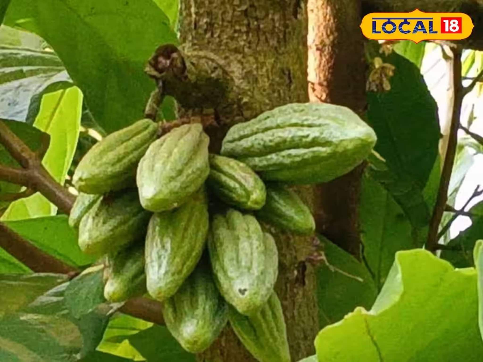 বিদেশ-বিভূঁই নয়, এবার বাংলাতেই চকোলেটের 'আঁতুড়ঘর'! বিদেশ-বিভূঁই নয়, এবার বাংলাতেই চকোলেটের 'আঁতুড়ঘর'!