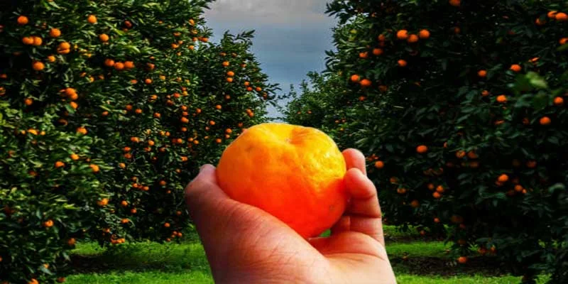 বহু মানুষ ছাদবাগানে বা শখের জমিতে কমলালেবু ফলালেও সেই লেবু সাধারণত স্বাদে দার্জিলিংয়ের মতো হয় না। কিন্তু নারায়নবাবুর বাগানের লেবু শুধু মিষ্টিই নয়, রয়েছে বিশেষ সুগন্ধ।