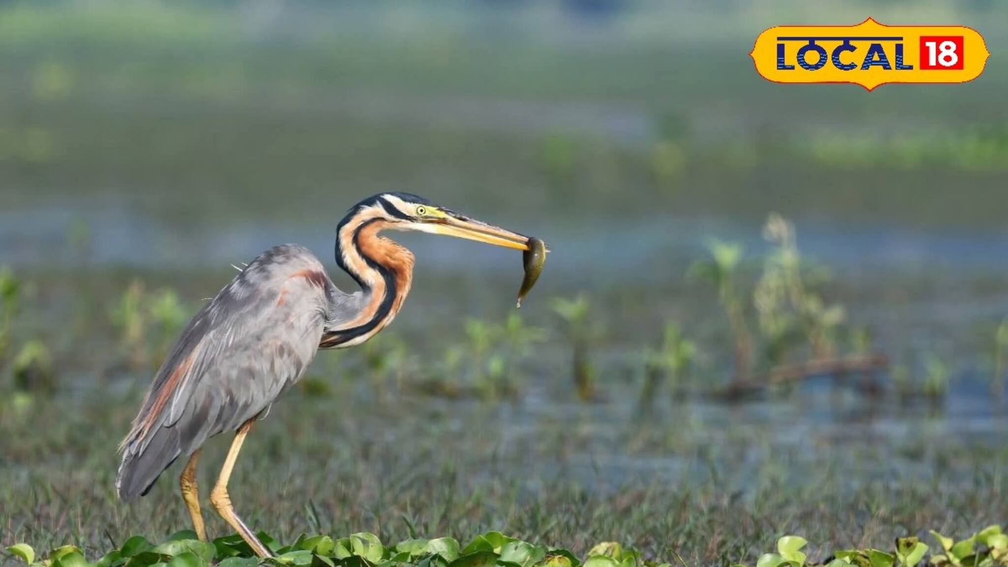 পূর্বস্থলীর পরিযায়ী পাখিদের নতুন ঠিকানা ছাড়িগঙ্গা! প্রকৃতির কোলে ১ দিনের অপূর্ব ট্রিপ