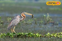 East Bardhaman News: মানুষের দাপাদাপিতে বাসস্থান বদল! পূর্বস্থলীর পরিযায়ী পাখিদের নতুন ঠিকানা ছাড়িগঙ্গা, প্রকৃতির কোলে ১ দিনের অপূর্ব ট্রিপ