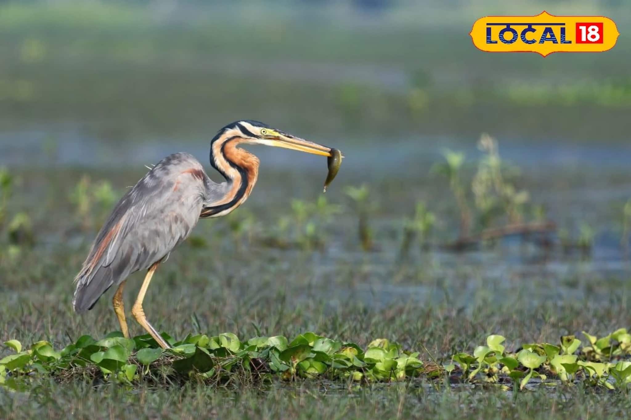 পূর্বস্থলীর পরিযায়ী পাখিদের নতুন ঠিকানা ছাড়িগঙ্গা! প্রকৃতির কোলে ১ দিনের অপূর্ব ট্রিপ