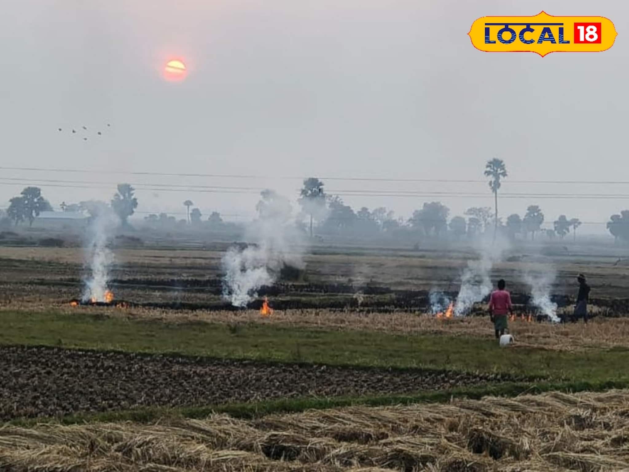 পাঞ্জাব-হরিয়ানার পথে বাংলা! অবাধে নাড়া পুড়িয়ে অজান্তেই নিজের বিপদ ডাকছেন চাষিরা