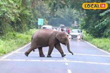 Jalpaiguri News: গরুমারায় ছোট্ট শাবকদের নিয়ে রাস্তা পার হাতির পালের! পড়ন্ত বিকেলে ডুয়ার্সের মনোমুগ্ধকর দৃশ্য দেখুন, এমন অভিজ্ঞতা সত্যিই অভূতপূর্ব