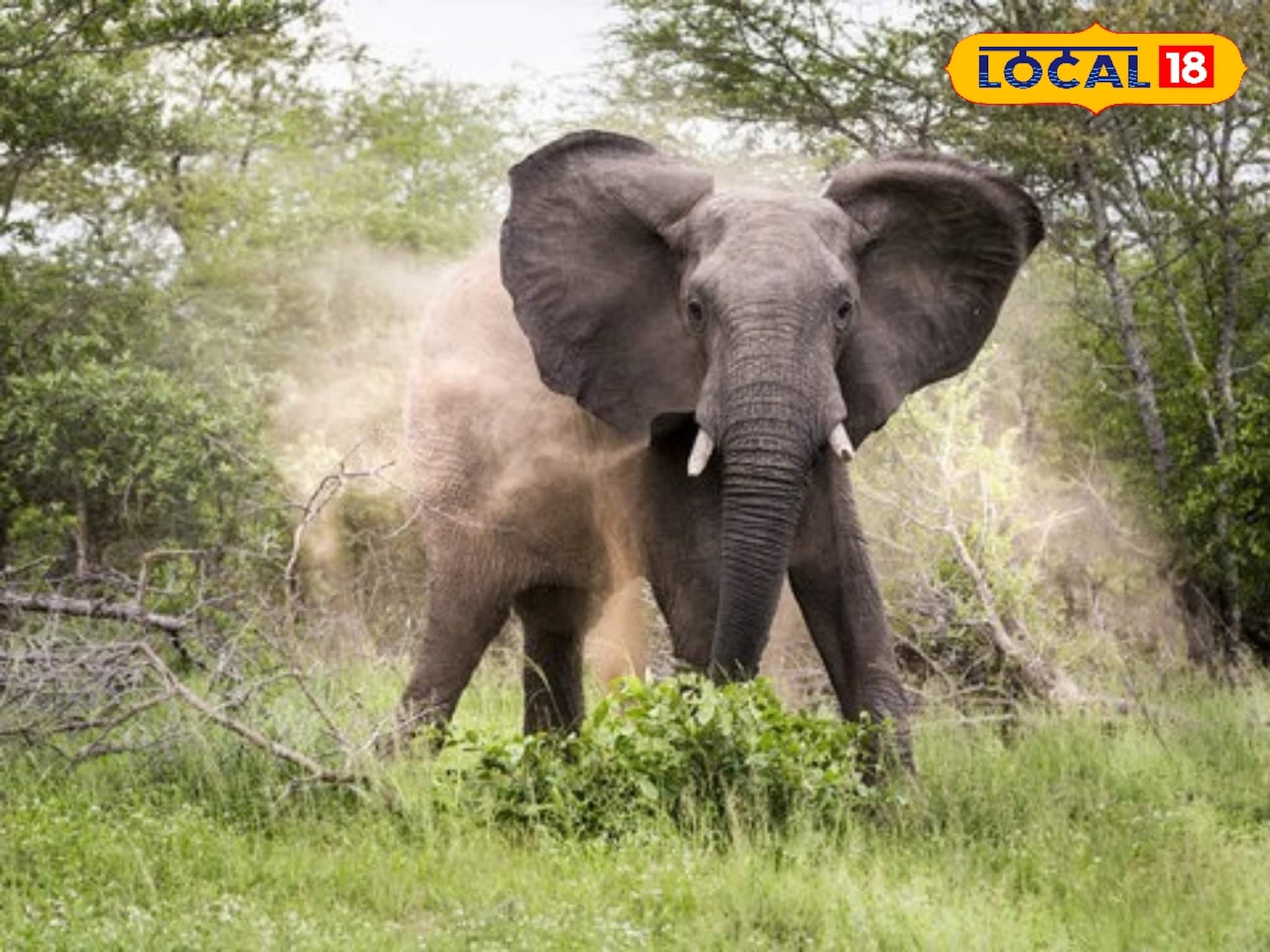 হাতি দেখতে গিয়েই সর্বনাশ! বাঁকুড়ায় গভীর রাতে মর্মান্তিক মৃত্যু হাতি দেখতে গিয়েই সর্বনাশ! বাঁকুড়ায় গভীর রাতে মর্মান্তিক মৃত্যু