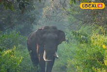 Elephant Attack: বড়দিনের সকালে মর্মান্তিক ঘটনা! হাতির হানায় ১ জনের মৃত্যু, আহত আরও ২, তুমুল আতঙ্ক এলাকায়