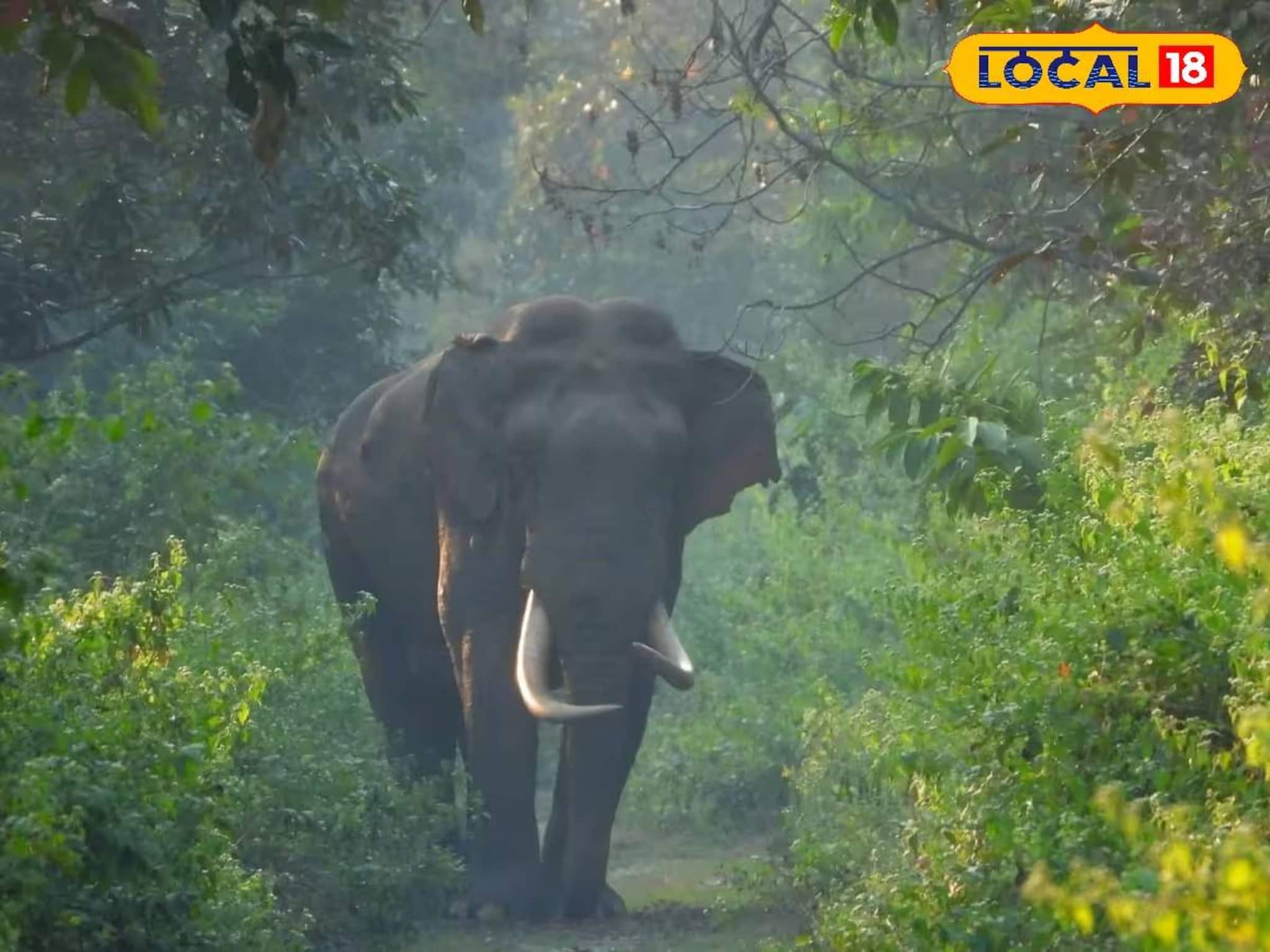 বড়দিনের সকালে মর্মান্তিক ঘটনা! হাতির হানায় ১ জনের মৃত্যু, আহত আরও ২