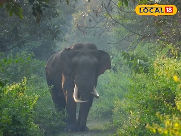 হাতি হাতি