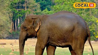 হাতি | প্রতীকী ছবি হাতি | প্রতীকী ছবি