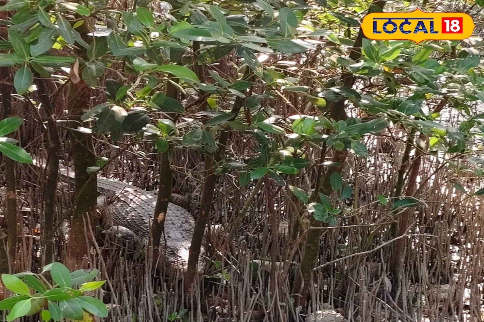 বাঘের পর এবার লোকালয়ে কুমির! জোড়া আতঙ্কে সিঁদুরে মেঘ দেখছে সুন্দরবন বাঘের পর এবার লোকালয়ে কুমির! জোড়া আতঙ্কে সিঁদুরে মেঘ দেখছে সুন্দরবন