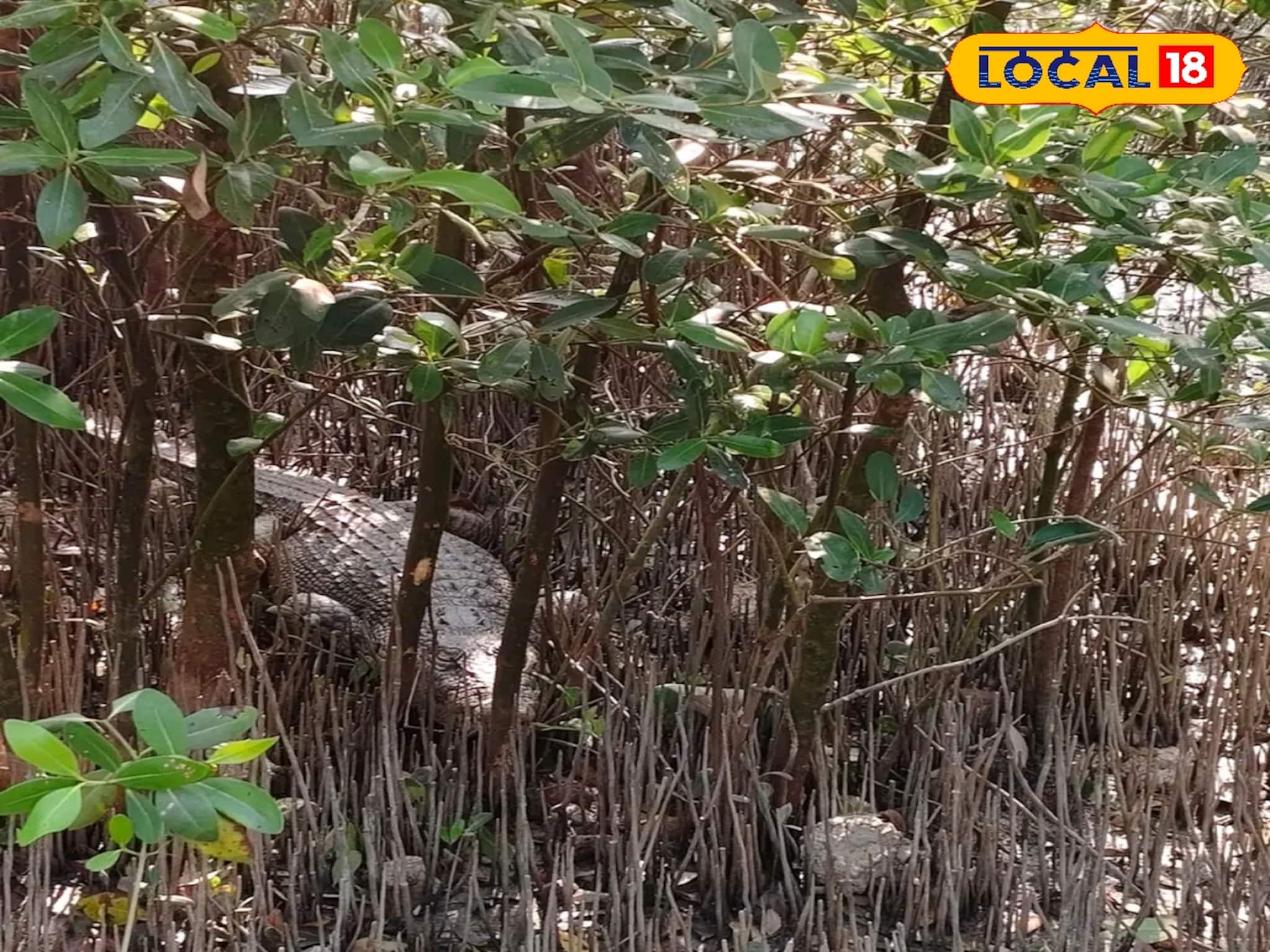 বাঘের পর এবার লোকালয়ে কুমির! জোড়া আতঙ্কে সিঁদুরে মেঘ দেখছে সুন্দরবন বাঘের পর এবার লোকালয়ে কুমির! জোড়া আতঙ্কে সিঁদুরে মেঘ দেখছে সুন্দরবন