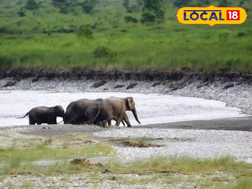 ঘটনার জেরে এলাকায় শুরু হয়েছে পরিষ্কার পরিচ্ছন্নতা অভিযান। পরিবেশপ্রেমী সংগঠনগুলি বন দফতরকে চিঠি দিয়ে নজরদারি বাড়ানোর দাবি জানিয়েছে। অনেকেই বলছেন, “বন্যপ্রাণী বাঁচাতে হলে পর্যটন ব্যবসা ও প্রকৃতি, দু'টোর প্রতিই সমান দায়বদ্ধতা থাকতে হবে।”