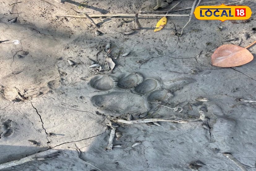 তবে বাঘটি এখনও এলাকায় রয়েছে কি না, তা নিশ্চিত নয়। বনদফতরের কর্মীরা এই নিয়ে তল্লাশি অভিযান চালাচ্ছেন। সেই সঙ্গে স্থানীয়দের সতর্ক থাকতে বলা হয়েছে। শীতের শুরুতেই বাঘের আতঙ্কে আতঙ্কিত স্থানীয়রা। ছাপটি পরীক্ষা করা হচ্ছে। (ছবি ও তথ্য: নবাব মল্লিক)