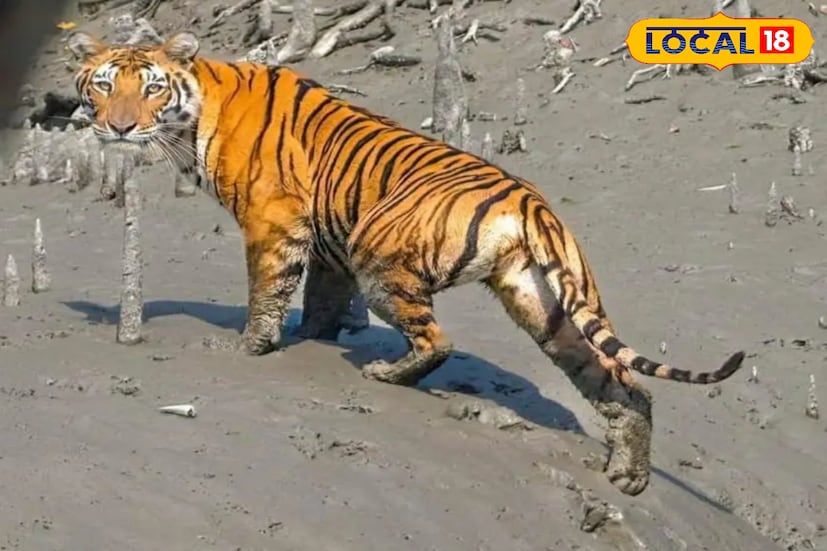 তারা ধানক্ষেত ঘুরে দেখেন ও বাঘের পায়ের ছাপের নমুনা সংগ্রহ করেন। প্রাথমিকভাবে তাঁদের অনুমান, এটি বাঘেরই পায়ের ছাপ। নিকটবর্তী ঠাকুরান জঙ্গল থেকে বের হয়ে মনি নদী পার হয়ে বাঘ কে- প্লট এলাকায় ঢুকে থাকতে পারে বলে মনে করা হচ্ছে। 