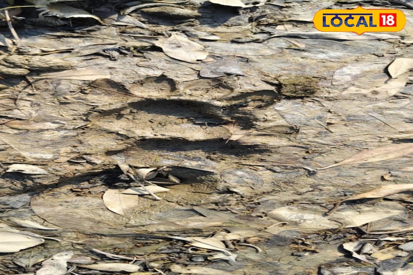 স্থানীয় বাসিন্দারা জমিতে কাজ করতে গিয়ে ওই পায়ের ছাপ প্রথমে দেখতে পান। মুহূর্তের মধ্যেই খবর এলাকায় ছড়িয়ে পড়ে। এরপর স্থানীয় বাসিন্দাদের মধ্যে চাঞ্চল্য সৃষ্টি হয়।