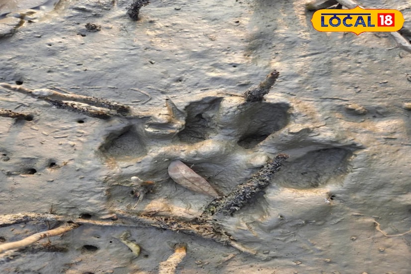 বাঘের পায়ের ছাপ দেখতে স্থানীয়দের ভিড় জমতে থাকে ঘটনাস্থলে। তড়িঘড়ি খবর দেওয়া হয় পাথরপ্রতিমা থানায় ও কুয়েমুড়ি বনদফতরে। খবর পেয়ে কুয়েমুড়ি বনদফতরের নলগড়া বিটের কর্মীরা ঘটনাস্থলে পৌঁছে যায়।