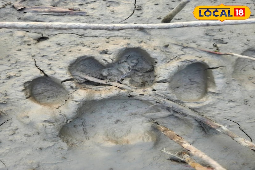 পাথরপ্রতিমার কে-প্লটে বাঘের পায়ের ছাপ ঘিরে ছড়াল আতঙ্ক। দক্ষিণ ২৪ পরগনা জেলার পাথরপ্রতিমা ব্লকের অচিন্ত্যনগর গ্রাম পঞ্চায়েতের মনি নদীর সংলগ্ন কে- প্লটে ঠাকুরান জঙ্গল সংলগ্ন কে প্লটের ধানক্ষেতের পাশে বাঘের পায়ের বেশ কয়েকটি ছাপ দেখতে পান স্থানীয় গ্রামবাসীরা। (ছবি ও তথ্য: নবাব মল্লিক)
