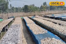 Dried Fish (Shuntki Machh): আমোদি, ভোলা, চিংড়ি, পাতা, নিহারি...শীতের আমেজে কাকদ্বীপের চরাচর জুড়ে রোদ পোহাচ্ছে শুঁটকি মাছ