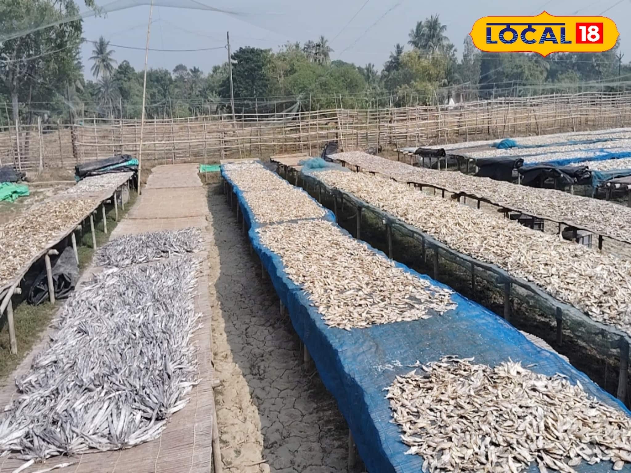 Dried Fish (Shuntki Machh): আমোদি, ভোলা, চিংড়ি, পাতা, নিহারি...শীতের আমেজে কাকদ্বীপের চরাচর জুড়ে রোদ পোহাচ্ছে শুঁটকি মাছ