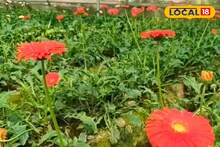 Gerbera Farming: বেঙ্গালুরুর ফুল এখন পূর্ব মেদিনীপুরে! পলি গ্রিন হাউসের মাধ্যমে জারবেরা চাষে লাখ টাকা আয়