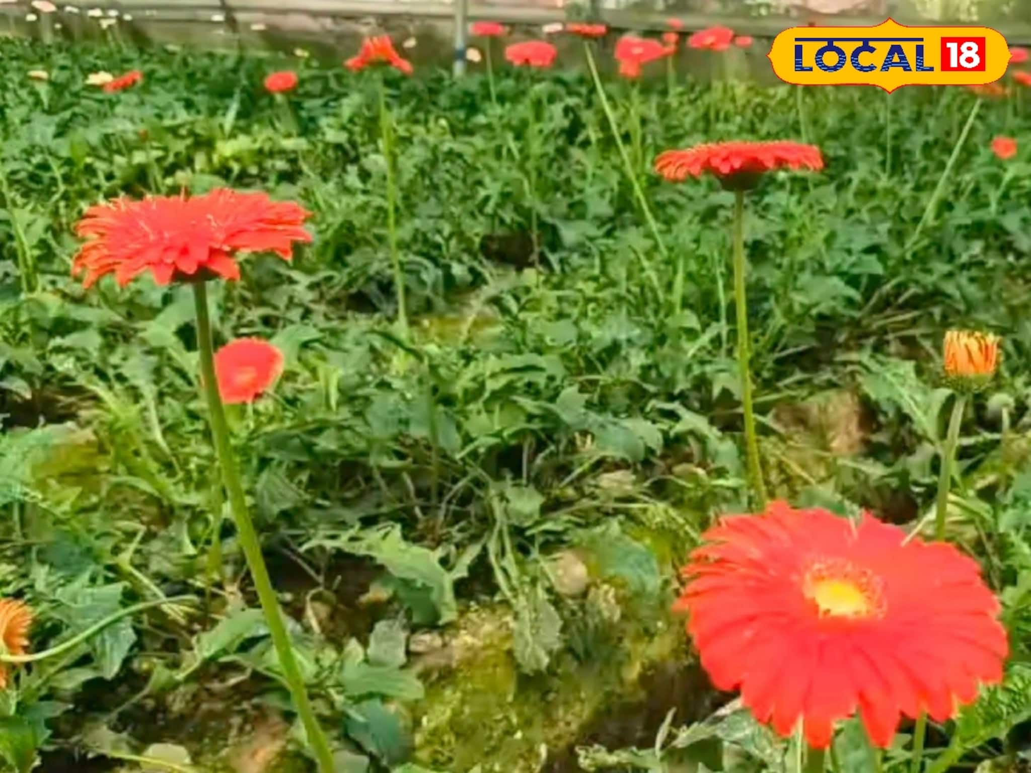 Gerbera Farming: বেঙ্গালুরুর ফুল এখন পূর্ব মেদিনীপুরে! পলি গ্রিন হাউসের মাধ্যমে জারবেরা চাষে লাখ টাকা আয়