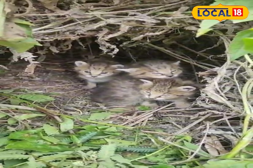 এর মাঝারি লম্বা এবং গোলাকার কানের পিছনের অংশ কালো এবং মাঝখানে সাদা দাগ রয়েছে। শরীর এবং অঙ্গ-প্রত্যঙ্গ বিভিন্ন আকার এবং রঙের কালো দাগ দ্বারা চিহ্নিত। এর পিছনে দুই থেকে চার সারি লম্বা দাগ রয়েছে। লেজটি তার মাথা-দেহের দৈর্ঘ্যের প্রায় অর্ধেক আকারের এবং কালো ডগার কাছে কয়েকটি অস্পষ্ট বলয় দিয়ে চিহ্নিত।