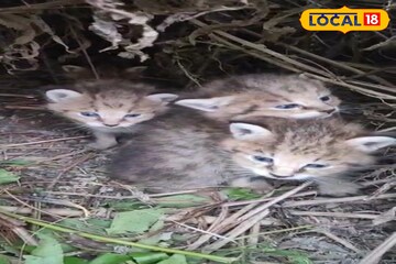 বিড়ালের মতো দেখতে হলেও বিড়াল নয়! উত্তরবঙ্গে দেখা মিলল বিরলতম প্রাণীর ৪ শাবকের